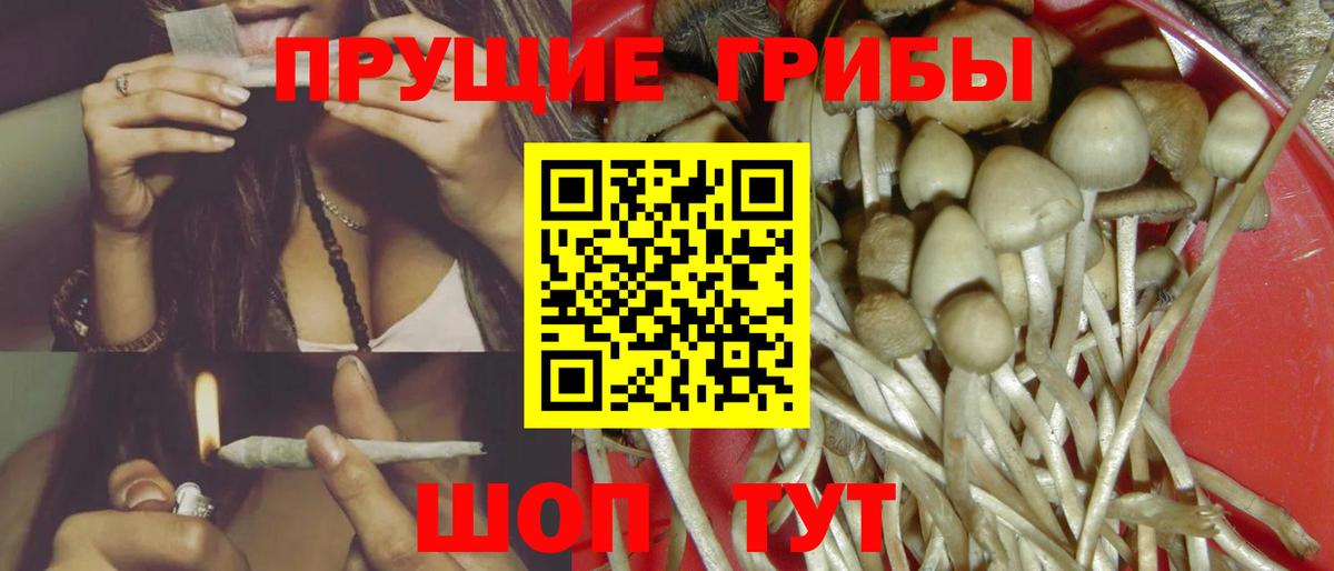 Галлюциногенные грибы Psilocybe Таганрог
